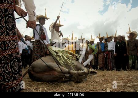 Isola di Rote, Indonesia. 16 luglio 2009. Anziani di clan diversi che macellano un bufalo d'acqua, un rituale per dichiarare che hanno raggiunto un consenso per salvare la tartaruga del collo di serpente dell'isola di Rote (Chelodina mccordi) dall'estinzione, durante un evento cerimoniale per liberare le tartarughe allevate in cattività di nuovo in un habitat adatto. Lago Pato, villaggio di Maubesi, rote Ndao regency, Nusa Tenggara Est, Indonesia. Foto Stock