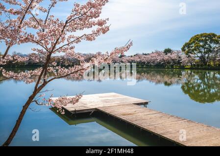 Laghetto Osawa con fiori di ciliegio ad Arashiyama a Kyoto, giappone Foto Stock