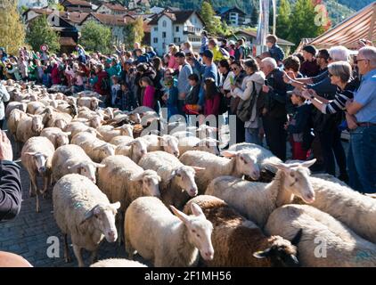 Mandria di pecore corre attraverso una folla di persone verso un corrale Foto Stock