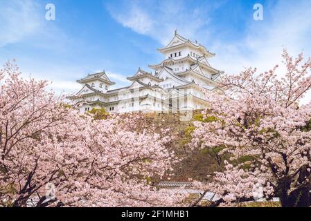 Castello di Himeji con la bella fioritura dei ciliegi a kinki, giappone Foto Stock