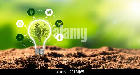 Protezione dell'ambiente, fonti energetiche rinnovabili e sostenibili. Pianta che cresce nel concetto di bulbo Foto Stock