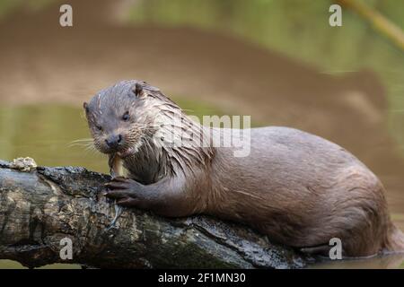 Lontra europea (Lutra lutra) alimentazione, prigioniera, Regno Unito Foto Stock