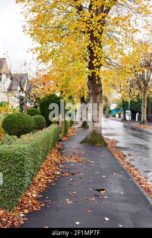 Lunga strada urbana che svanisce in lontananza. Lungo marciapiede, foglie autunnali siepi-file, fiancheggiata da alberi su entrambi i lati, case a sinistra e a destra. Foto Stock
