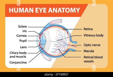 Diagramma dell'anatomia dell'occhio umano con illustrazione dell'etichetta Illustrazione Vettoriale