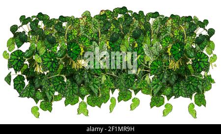 Begonia Bovary è una pianta erbacea sempreverde. Ampio e lussureggiante terreno per il paesaggio e il design. Isolato su sfondo bianco. Foto Stock