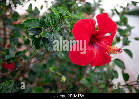 Un fiore rosso con un centro sporgente. Piante esotiche dell'Egitto. Foto Stock