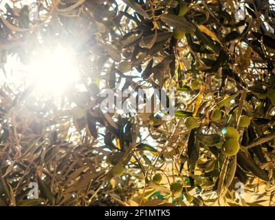 Concetto di raccolto agricolo: Primo piano su rami di olive su un albero con foglie di argenteo. Fascio di sole che brilla. Sfondo naturale di frutta verde Foto Stock