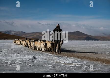 (210309) -- LHASA, 9 marzo 2021 (Xinhua) -- UN abitante del villaggio conduce un gregge di pecore lungo un percorso sicuro sul lago congelato Puma Yumco, regione Autonoma del Tibet della Cina sudoccidentale, il 6 marzo 2021. Nel periodo più freddo ogni anno, nel villaggio di Dowa, a 5,070 metri sul livello del mare, migliaia di pecore vengono prese attraverso le acque congelate alle isole sul lago Puma Yumco, uno dei laghi più alti del mondo. Gli allevatori trascorrono solitamente un mese con gli animali sulle isole, dove l'erba cresce all'altezza della vita. Quando la primavera si avvicina, le mandrie di pecore saranno riporterà al loro habitat precedente, camminando attraverso il lago ghiacciato Foto Stock