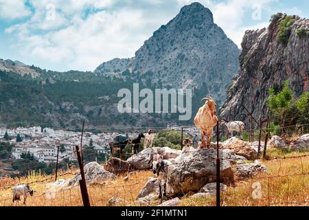 Questa fotografia di alcune capre e della città di Grazalema sullo sfondo è presa dalla strada che conduce a detta città, nella Sierra de Grazalema n Foto Stock