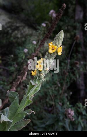 Verbascum Thapsus (Mullein comune) fiori che crescono vicino al lago di Swanbourne, Arundel, Sussex occidentale Foto Stock