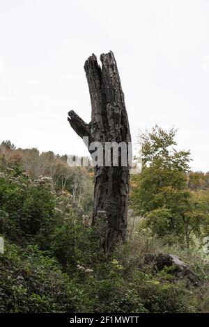 Un albero morto solitario stava nei cespugli, ad Arundel, Sussex occidentale. Foto Stock