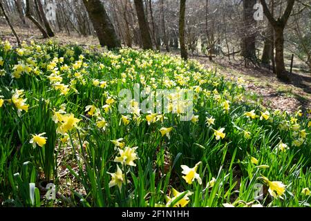 Narcisi gialle in fioritura che cresce su un pendio dentro Marzo 2021 in un bosco nel Galles del Carmarthenshire UK KATHY DEWITT Foto Stock