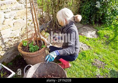 Donna anziana potando una pianta clematis che cresce in terracotta pentola con secateurs lunghi capelli di blocco durante il giardinaggio covid pandemic REGNO UNITO KATHY DEWITT Foto Stock