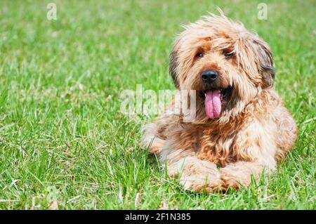 Ritratto del cane pastore francese - Briard Foto Stock