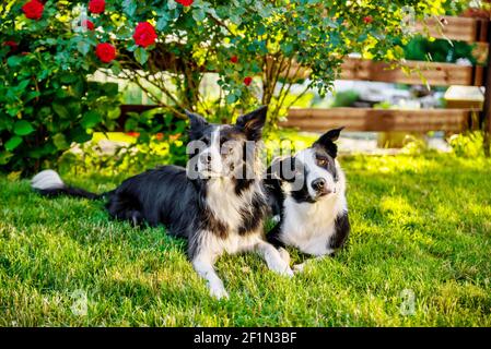 Ritratto di due cani collie di bordo che giacciono in giardino con illuminazione al tramonto. Quello di destra ha un'espressione molto comica. Foto Stock