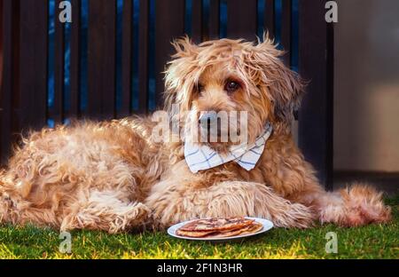 Cane grande cucito (barba) con capelli e un asciugamano intorno al collo sdraiato di fronte ad una ciotola con pancake Foto Stock