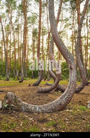 Alberi di pino dalla forma stranamente in Crooked Forest al tramonto, fuoco selettivo, Polonia. Foto Stock