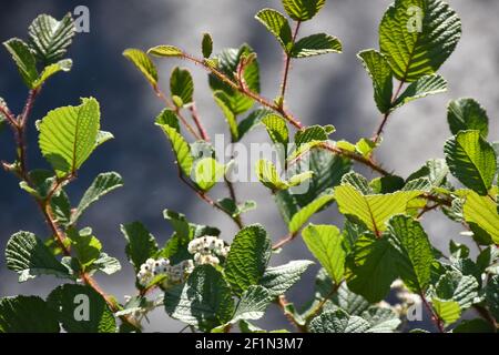 Piante di mora dell'Himalaya senza bacche: Invasive, nocive e belle Foto Stock