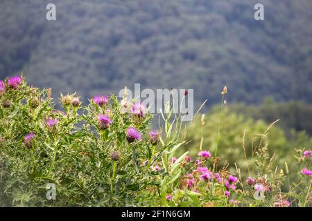 Campo con latte di Silybum marianum selvatico Thistle , piante medicinali. Paesaggio di montagna con il tistle di latte in fiore selvaggio Foto Stock
