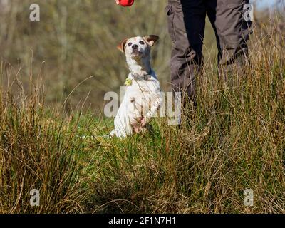 Jack Russell cane guardando la sua palla che è tenuto dal proprietario, Regno Unito Foto Stock