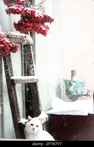 Un gatto bianco in nevicata, con samovar e bacche rosse Foto Stock