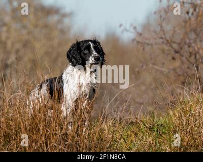 Lavorando Cocker Spaniel Foto Stock