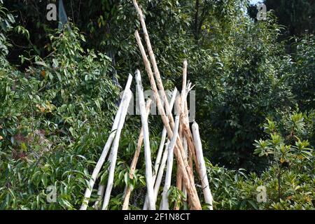 Rami di albero sottile senza corteccia Foto Stock