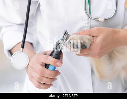 Veterinario tagliando artigli di cane in camera luce Foto Stock
