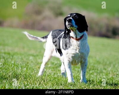 Springer Spaniel croce Labrador cane, UK Foto Stock