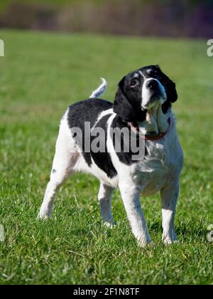 Springer Spaniel croce Labrador cane, UK Foto Stock