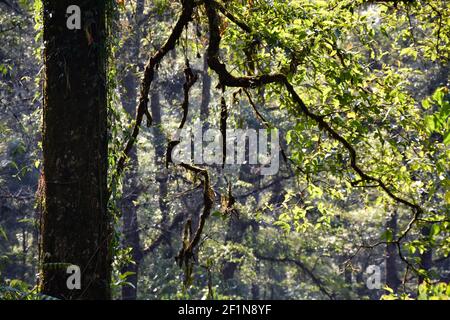 Bel tronco d'albero con rami rivestiti di muschio in Rain Foresta Foto Stock
