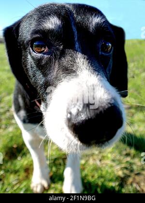 Cane bianco e nero che guarda nella macchina fotografica, Regno Unito Foto Stock