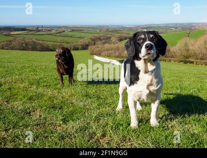 Due cani in un campo in Cornovaglia, Regno Unito Foto Stock