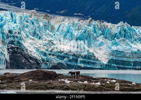 Moose a Hubbard Glacier Alaska USA Travel Foto Stock
