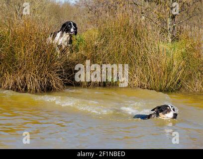 Due cani che giocano in un lago, Regno Unito Foto Stock