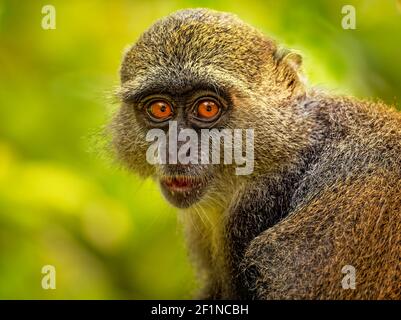 Scimmia Sykes - Cercopithecus albogularis conosciuto anche bianco-gola o Samango o argento o nero o blu o scimmia diademed, trovato tra Etiopia An Foto Stock