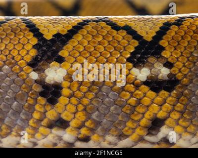 Full frame macro shot di pelle da bel pitone reticolato aka malayopython reticulatus serpente. Foto Stock