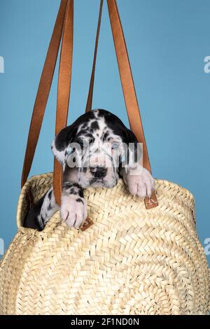 Cucciolo di un Harlequin Great Dane o cane tedesco, la più grande razza di cani del mondo, seduto in una borsa di vimini su sfondo blu Foto Stock