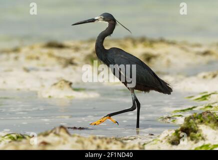 Western Reef Heron - Egretta gularis anche Western Reef Egret, airone di medie dimensioni trovato in Europa meridionale, Africa e Asia, due morfi chiaro e scuro, Foto Stock