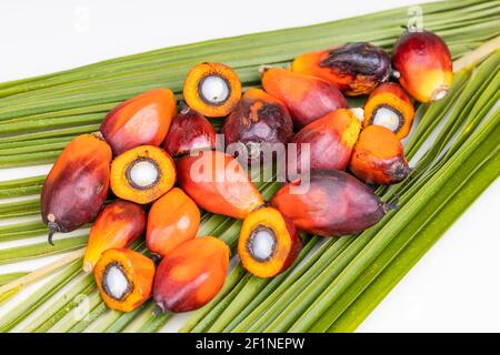 Gruppo di frutti di palma a olio appena raccolti su foglia di palma Foto Stock