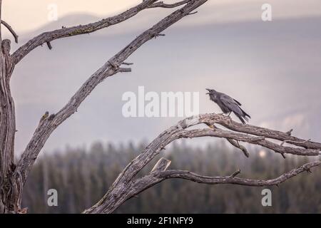 Raven, Corvus corax, singolo uccello in gelo albero coperto, inverno, Yellowstone, Stati Uniti Foto Stock