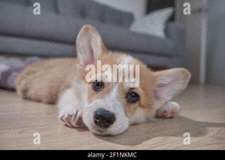 Pembroke cucciolo di Corgi gallese che dorme in un cestino Foto Stock