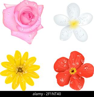 Quattro immagini colorate isolate di fiori con piccole gocce d'acqua on blossom (su blossom) impostato su un'illustrazione vettoriale vuota Illustrazione Vettoriale