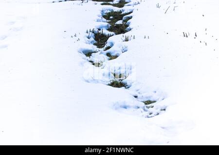 Un paesaggio innevato e un sentiero con erba verde che si infrangono da sotto la neve. Prima neve in inverno o scongelare in primavera. Una copertura da neve Foto Stock