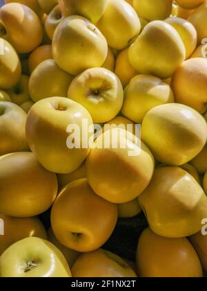 Mele gialle fresche e biologiche sotto la luce del sole con ombre dure. Frutta naturale di fondo. Foto Stock