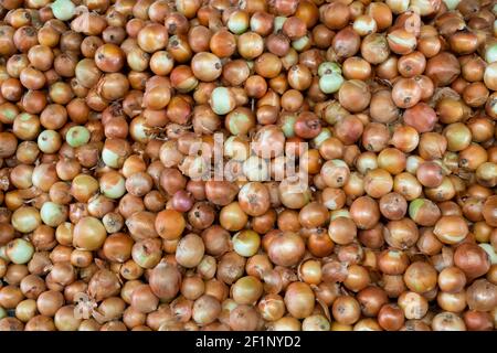 Verdure di cipolla accatastate su una superficie come sfondo Foto Stock