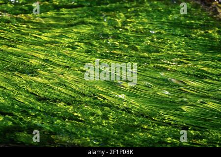 Primo piano di erbacce verdi o alghe verdi che crescono sul letto del fiume a Somerset, Regno Unito Foto Stock