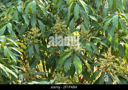 fiore di mango fiorisce sulla cima dell'albero e aspetta la pioggia per la crescita essere frutta su gargen in estate Foto Stock