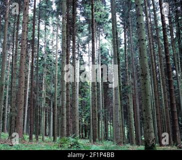 Germania. Baden-Württemberg. Foresta Nera. Alti alberi di pino. Foto Stock