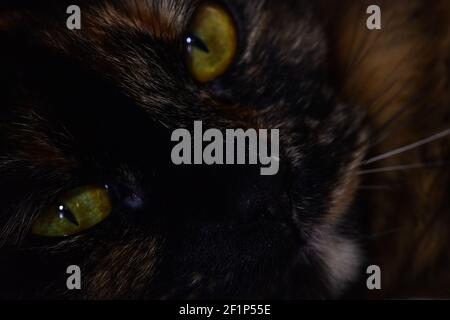 Un gatto tartaruga con occhi verdi Foto Stock